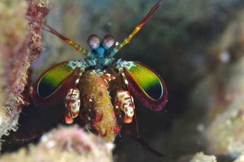 モンハナシャコ