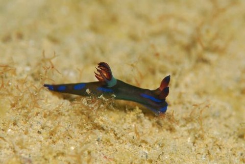 ミドリリュウグウウミウシ