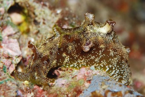 アメフラシ科の1種