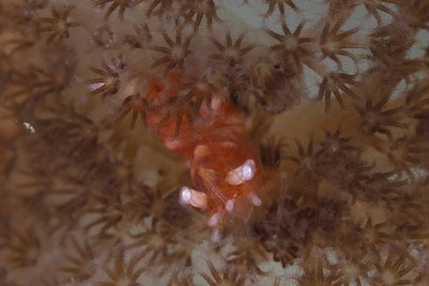 エボシカクレエビ属の1種