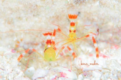 ステノプス・ザンジバリクス