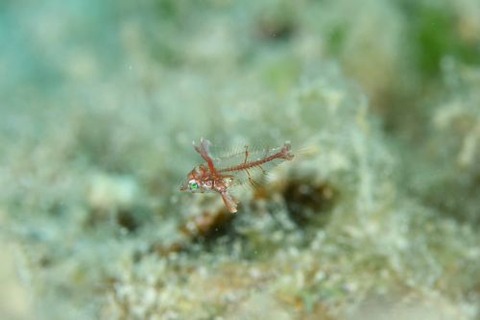 セジロノドグロベラ