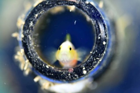 ナカモトイロワケハゼ