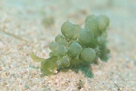 タマミルウミウシ