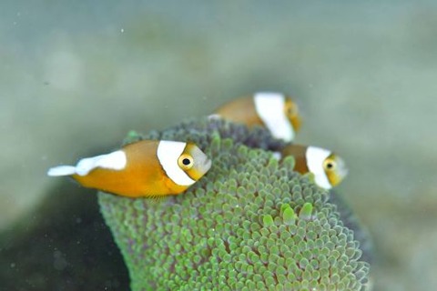 トウアカクマノミ