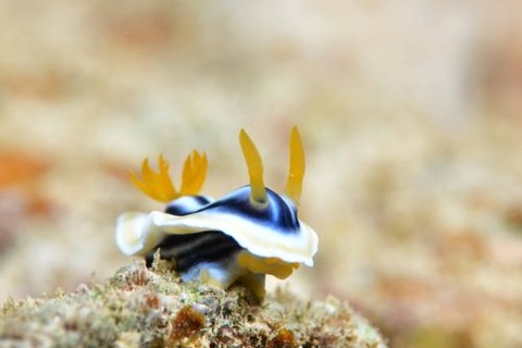 シライトウミウシ