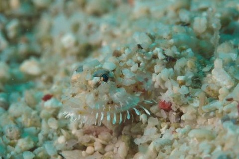 ヒゲモジャハゼ