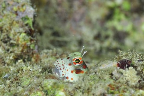 モンツキカエルウオ