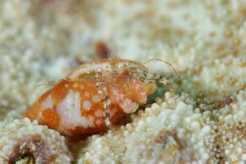 オガサワラヤドカリ