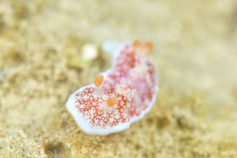 チリメンウミウシ