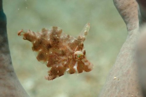 カワハギ科の1種