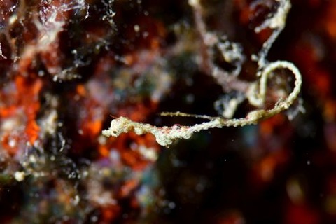 キオネミクティス・ルメンガニィ