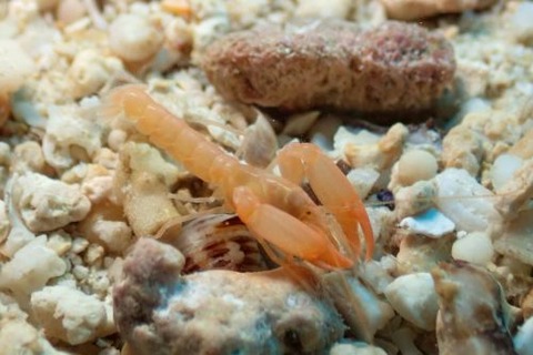 アナエビ科の１種