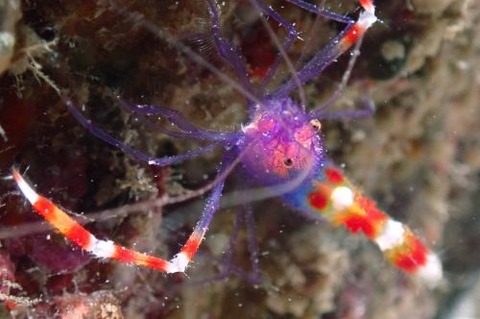 ステノプス・テヌイロストリス