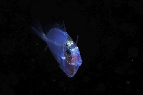 刺激的な水中生物