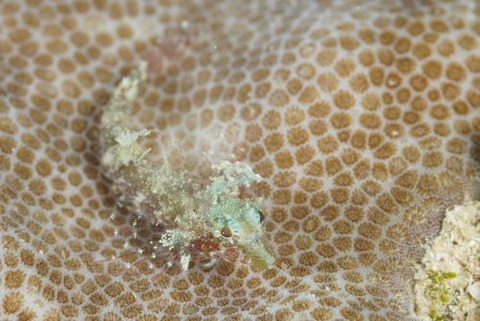 セグロヘビギンポ