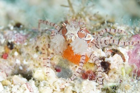 キンチャクガニ