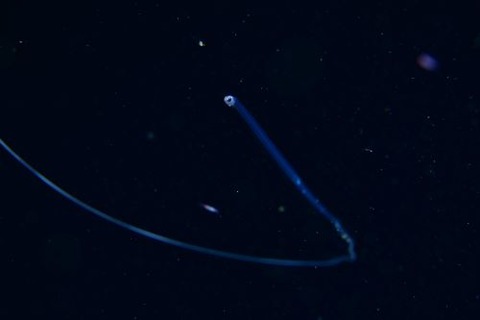 刺激的な水中生物