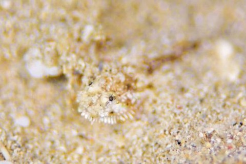 ヒゲモジャハゼ