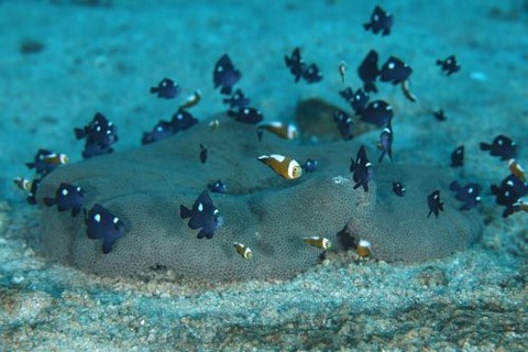 トウアカクマノミ