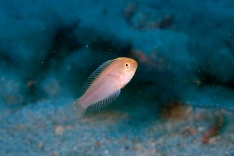 ホンテンスモドキ属の1種