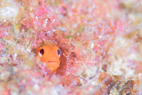 ハダカコケギンポ