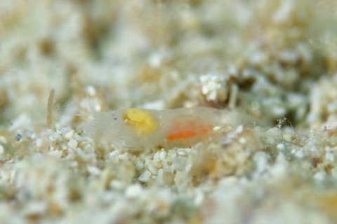 テッポウエビ科の1種