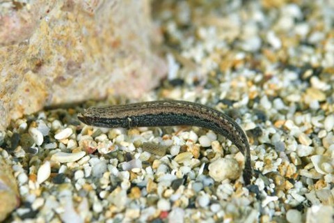 クロヤナギハゼ