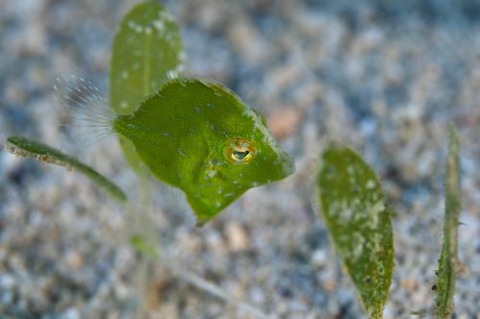 セダカカワハギ