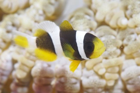 クマノミ