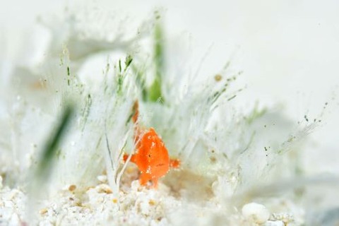 カエルアンコウ科の1種