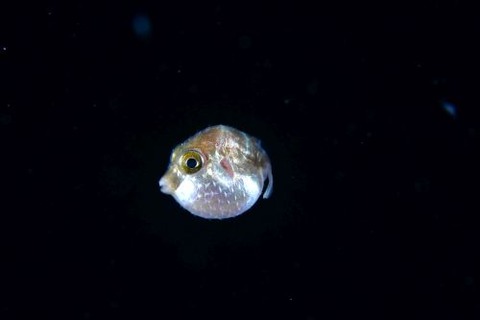 刺激的な水中生物