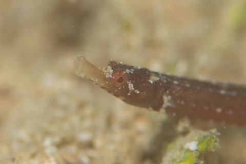 ヨウジウオ科の1種