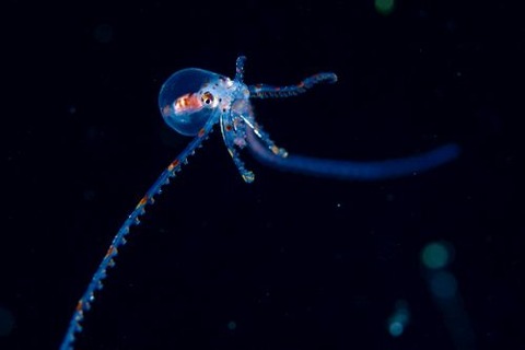 刺激的な水中生物