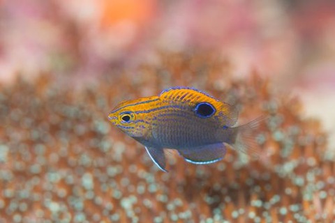 クロメガネスズメダイ