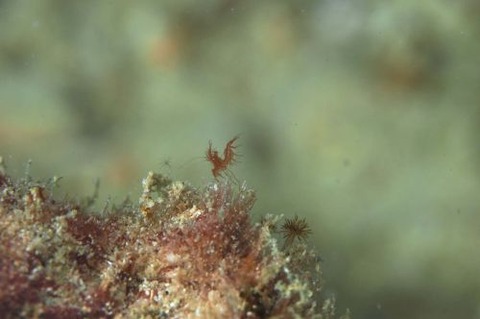 フィコカリス・シムランス