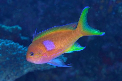 スミレナガハナダイ