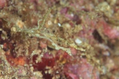 キオネミクティス・ルメンガニィ