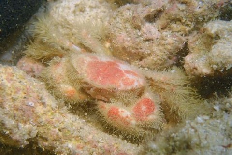ケブカガニ科の1種