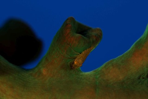 ポントニデス・マルディブエンシス