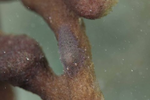 ヂェラストカリス・パロンアェ