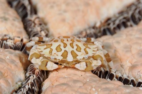 ナマコマルガザミ