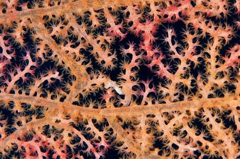 Hippocampus bargibanti