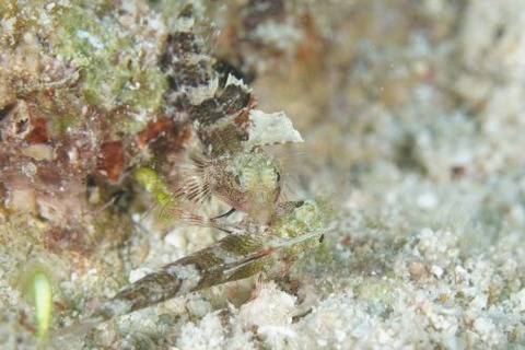 セグロヘビギンポ