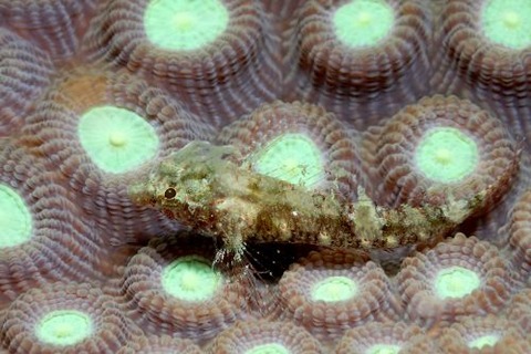 ヘビギンポ科の1種