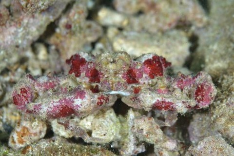 ヒシガニ科の1種