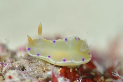 コハクニシキウミウシ