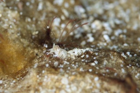 エビジャコ科の1種