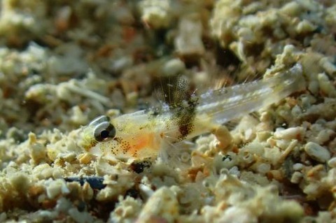 ヨリメハゼ属の1種
