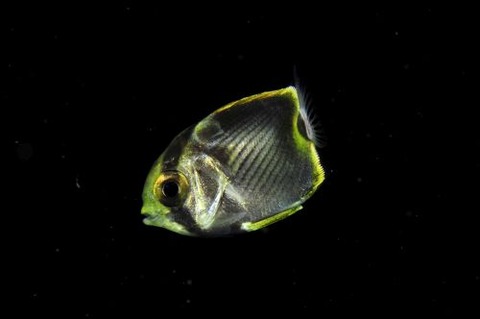 刺激的な水中生物